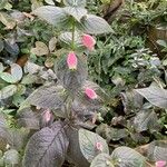 Kohleria tubiflora Flor