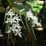 Cyrtorchis okuensis Flower