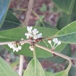 Osmanthus fragrans 花