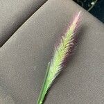 Setaria parviflora花