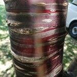 Prunus serrula Corteza