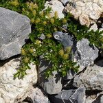 Salix retusa Libunga