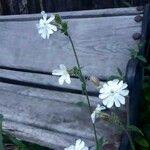 Silene armeria Fleur