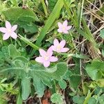 Centaurium littorale Hábito