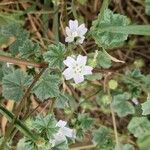 Malva neglecta Libunga