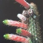 Cleistocactus smaragdiflorus 花