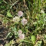 Astrantia majorЦветок