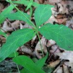 Asclepias quadrifolia Habitus