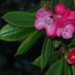 Rhododendron pachytrichum Λουλούδι