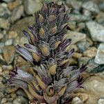 Orobanche cooperi Облик