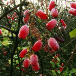 Berberis vulgaris 果實