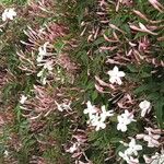 Jasminum polyanthum Цветок