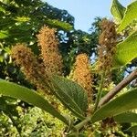 Combretum molle പുഷ്പം