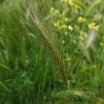 Hordeum murinum果實