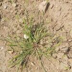 Setaria viridis Hábito
