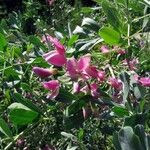 Caragana halodendron موطن