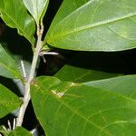 Cestrum schlechtendalii Fruit