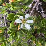 Pemphis acidula Flower