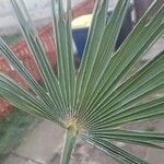 Chamaerops humilis叶