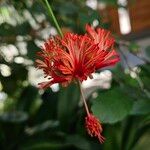 Hibiscus schizopetalus Flors