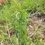 Epilobium brachycarpumLeaf