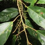 Alchornea costaricensis Leaf