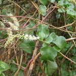 Anredera cordifolia Deilen