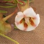 Trichodesma marsabiticum Blomst