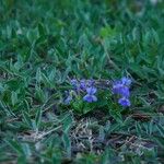 Viola sagittata Blad