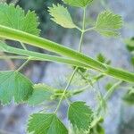 Pimpinella anisum Leaf