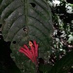 Scutellaria costaricana Fiore