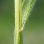 Bromus commutatus Bark