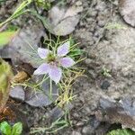 Nigella sativa Flor