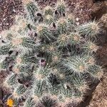 Echinocereus stramineus Ліст