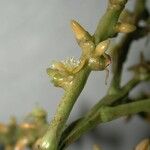 Reinhardtia simplex 樹皮