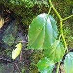 Begonia glabra Levél