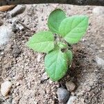 Solanum americanum Fuelha