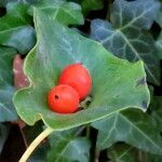 Euphorbia variabilis Ffrwyth