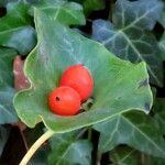 Euphorbia variabilis Plod