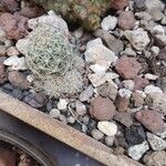 Mammillaria decipiens Foglia