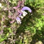 Salvia sclarea Квітка