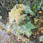 Acer saccharumBlatt