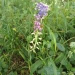 Muscari comosumFlower