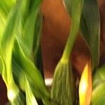 Zygopetalum maculatum Hoja