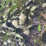 Hoya longifolia Flor