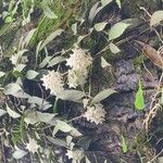 Hoya longifolia Bloem