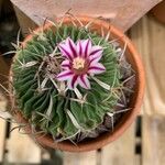 Stenocactus multicostatus Flower