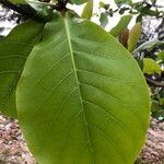 Terminalia catappaList