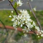 Prunus americana Květ