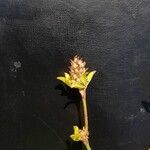 Trifolium striatum Flower